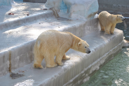 Two polar bears close-up in an aviary with a pool.の写真素材