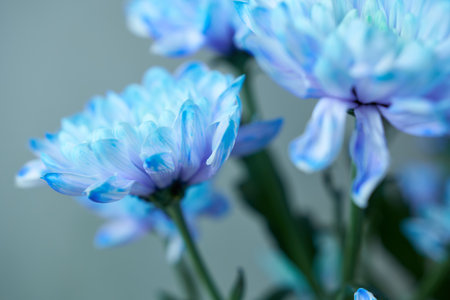 Blue chrysanthemum buds close-up on gray background.の写真素材