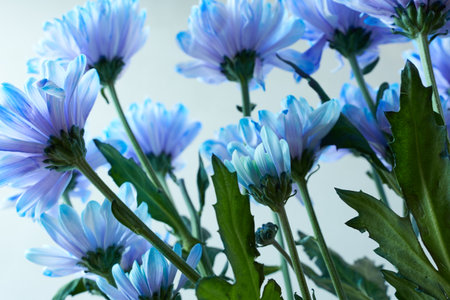 Blue chrysanthemum flowers on a white background closeupの写真素材
