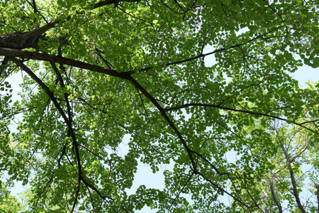 Green leaves of trees in the forest on a background of blue sky