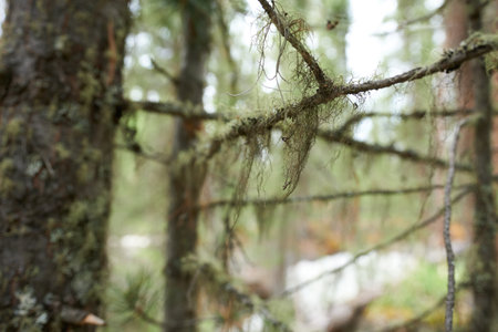 Moss on a branch of a tree in a coniferous forestの写真素材