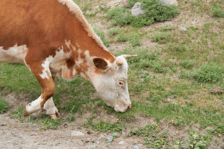 A brown cow in a meadow in the summer in the mountainsの写真素材
