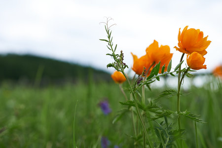 Orange meadow flowers in a mountainous area. Changeable weather in the mountains.