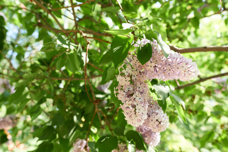 Lilac flowers on the branches of a tree in the garden