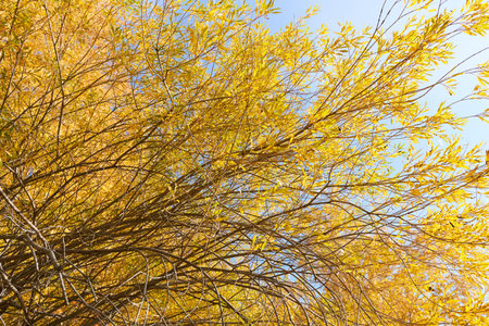 Willow tree with yellow leaves in autumn, closeup of photoの写真素材