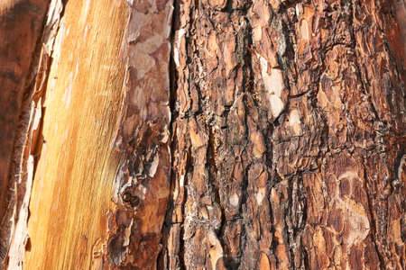 Bark of pine tree, close-up. Natural background.