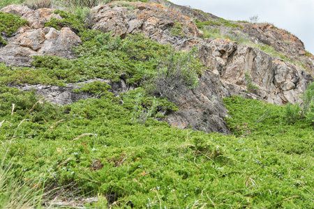 Lush green grass on a rocky hillside in the mountains.の写真素材