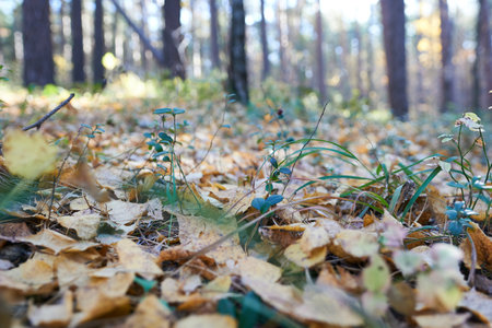 autumn forest with fallen leaves and green grass. shallow depth of field