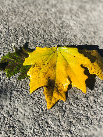 Yellow and green maple leaf on the asphalt surface. Autumn background.