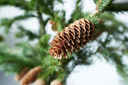 Pine cones on a branch of a Christmas tree close-up
