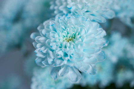 Blue chrysanthemum flower close-up, soft focusの写真素材