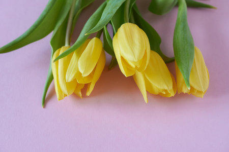 Bouquet of yellow tulips on a pink background. Place for text.の写真素材