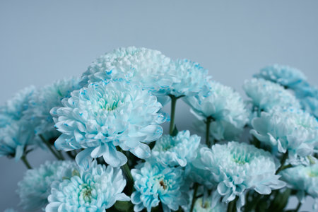 Blue chrysanthemum flowers bouquet on blue background.の写真素材