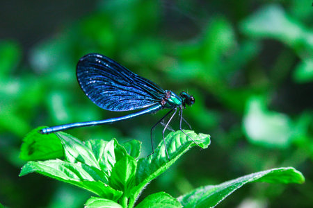 Blue dragonfly on a green plant in summerの写真素材