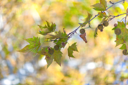 Sycamore leaves in bright autumn day