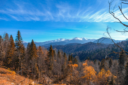 Mountain autumn landscape with orange forestの写真素材