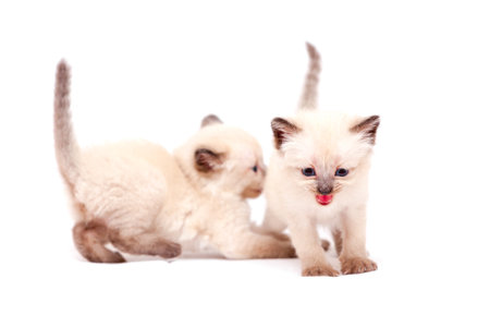 Beautiful little siamese kittens, one mewing on camera on white background. Isolated on white background.の写真素材
