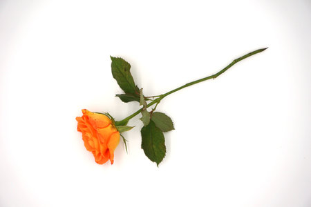Orange rose on white backgroundの写真素材