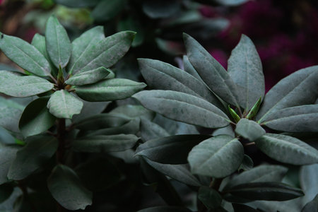 Fresh green shoots of a beautiful textured plantの写真素材