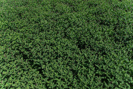 Texture of many green shoots of plants. Top view.の写真素材