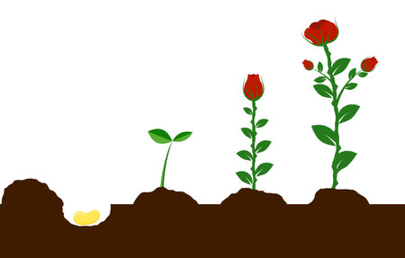 Growing Flower from Seed to Plantのイラスト素材