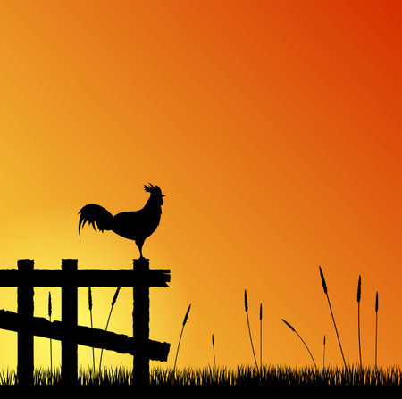 Rooster on the Fence at Sunset in the Countrysideのイラスト素材