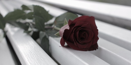 Red Rose on the bench dimmed colors. Romantic atmosphere for a wedding or dating.の写真素材