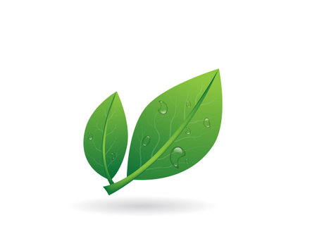 Realistic Green Leaves with Water Drops on Whiteのイラスト素材