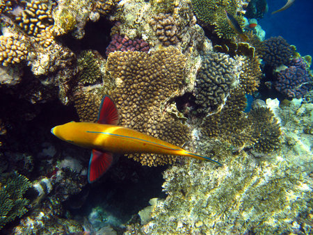 Tropical fish and coral reef