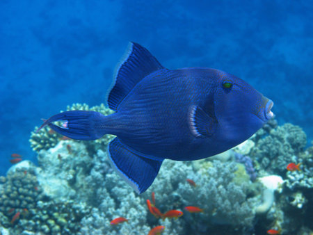Dark blue triggerfishの写真素材