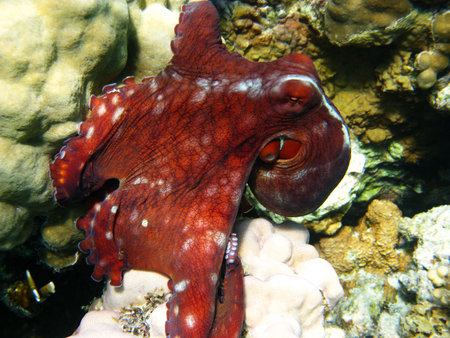 Octopus in Red sea, Abu Dabab, Egyptの写真素材