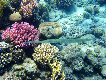 Bluespotted cornetfish and coral reef in Red seaの写真素材