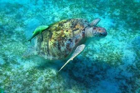 Big sea turtle and suckerfish in Red sea, Marsa Mubarak, Egypt