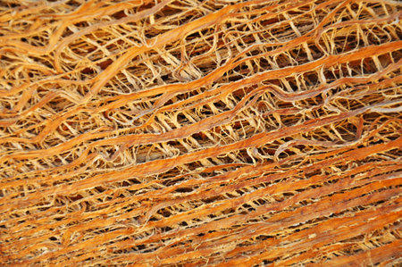 Palm tree surface - background for textureの写真素材