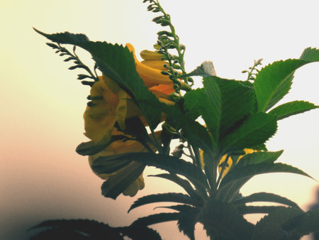 Flower during sunsetの素材