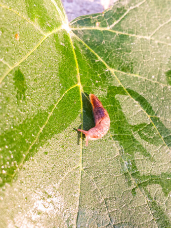 slug on green leaf. limax
