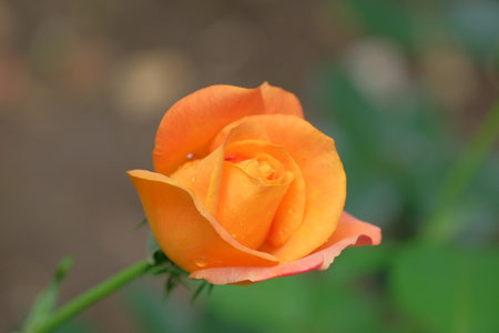 Fresh and natural roseの写真素材