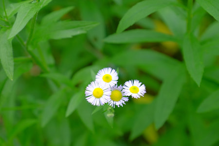 Summer flower bloomの写真素材