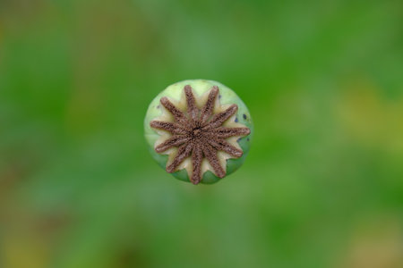 Summer flower bloomの写真素材