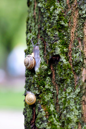 Land snail on the moss-grown tree bark.の写真素材