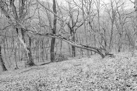 Hoia Baciu Forest. The World Most Haunted Forest with a reputation for many intense paranormal activity.の写真素材