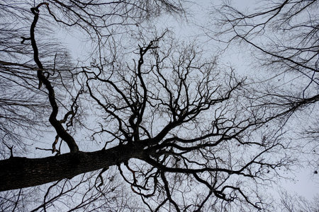 Hoia Baciu Forest. The World Most Haunted Forest with a reputation for many intense paranormal activity.の写真素材