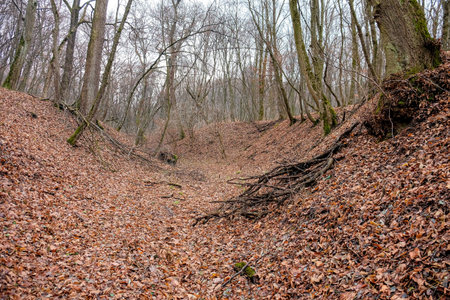 Hoia Baciu Forest. The World Most Haunted Forest with a reputation for many intense paranormal activity.の写真素材