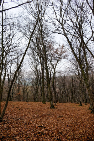 Hoia Baciu Forest. The World Most Haunted Forest with a reputation for many intense paranormal activity.の写真素材