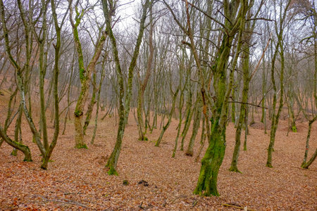 Hoia Baciu Forest. The World Most Haunted Forest with a reputation for many intense paranormal activity.の写真素材
