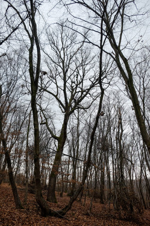 Hoia Baciu Forest. The World Most Haunted Forest with a reputation for many intense paranormal activity.の写真素材