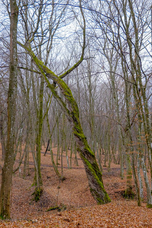 Hoia Baciu Forest. The World Most Haunted Forest with a reputation for many intense paranormal activity.の写真素材