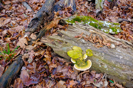 Hoia Baciu Forest. The World Most Haunted Forest with a reputation for many intense paranormal activity.の写真素材