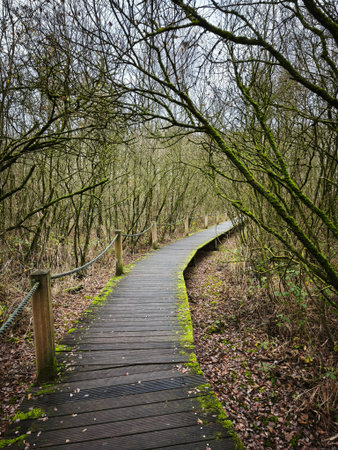 wooden footpath in forest with tree trunks and green foliage