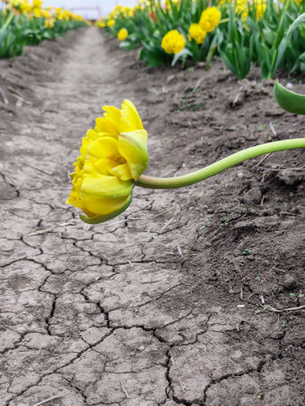 Yellow tulip flower in the garden with dry soil, selective focusの写真素材